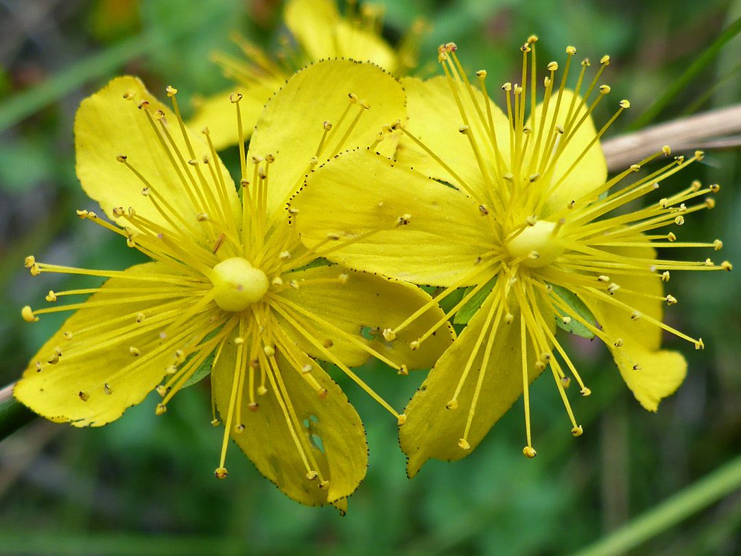 Коробочка зверобоя. Hypericum formosissimum. Зверобой продырявленный Куркин. Зверобой продырявленный ареал. Зверобой Гукера.